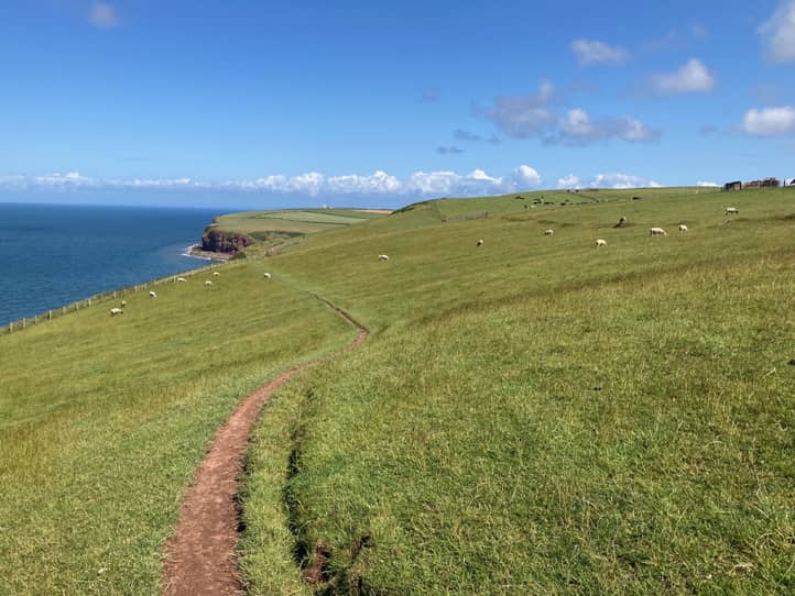 Ein Weg entlang der Küste, hügelige Graslandschaft mit vereinzelt grasenden Schafen, blauer Himmel