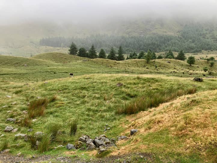 Hügelige nordenglische Landschaft, im Hintergrund ein kleines Nadelwäldchen, Nebel