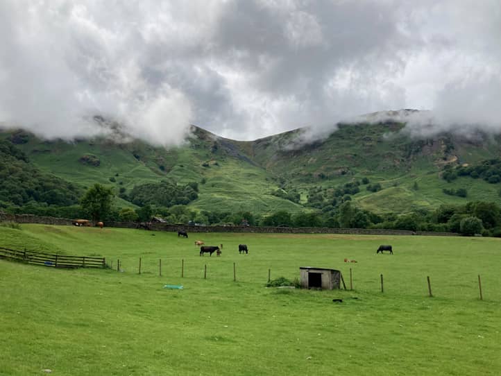 Weide mit Rindern, tiefnängende Wolken über den Hügeln im Hintergrund