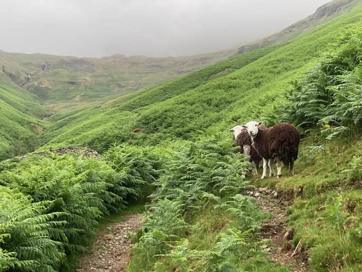 Ein Weg führt duch viel grün den Berg hoch, zwei Schafe mit braunem Fell stehen am Wegesrand und schauen neugierig