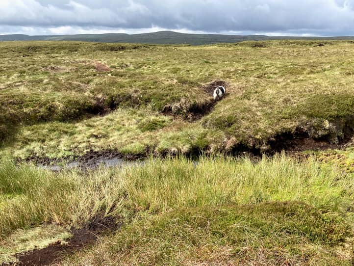 Sumpfige Landschaft, ein Hund ist von hinten in der Bildmitte zu sehen und sucht sich seinen Weg
