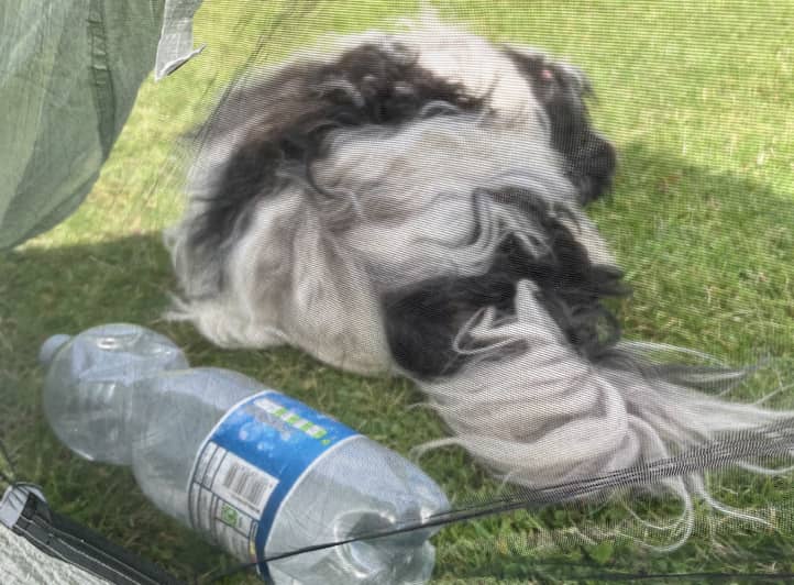 Blick aus einem Zelt, vor dem Zelt liegt ein zotteliger schwarz-weißer Hund