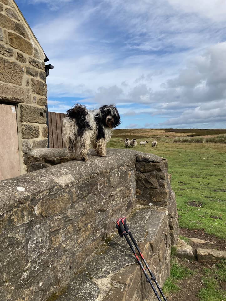 Auf einem Steinmäuerchen steht ein schwarz-weiper Hund und blickt entgegen, im Hintergrund ein paar grasende Schafe