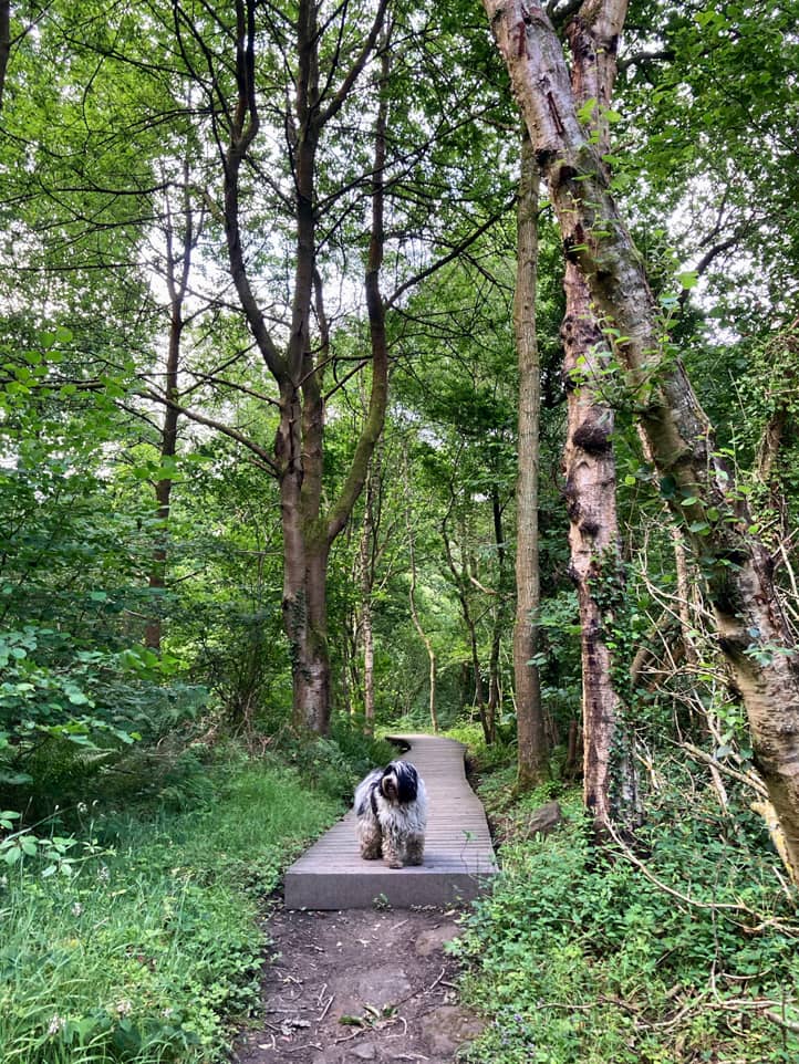 Ein Birkenwäldchen mit einem Holzsteck, ganz vorne steht ein schwarzweiser Hund und blickt entgegen